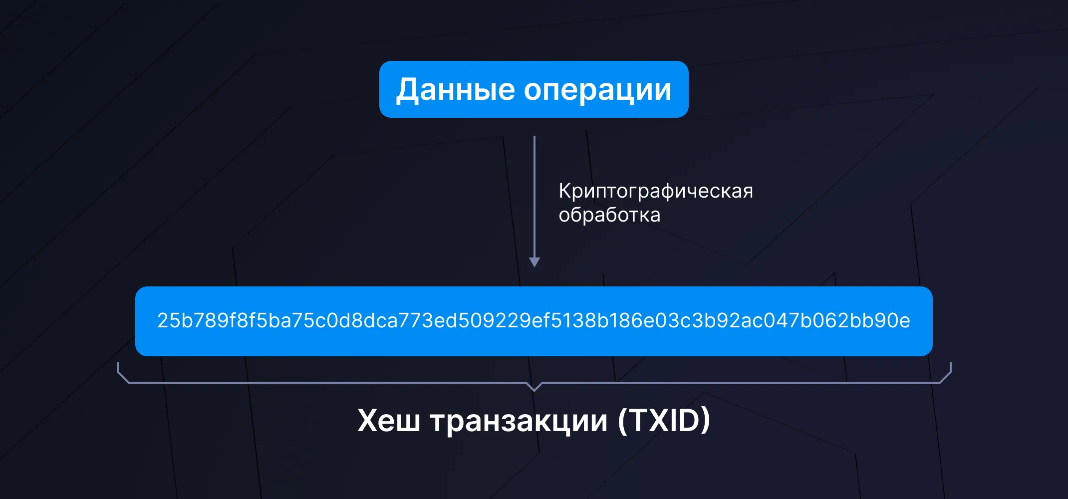 Что такое идентификатор транзакции криптовалюты (TXID, хеш транзакции)?